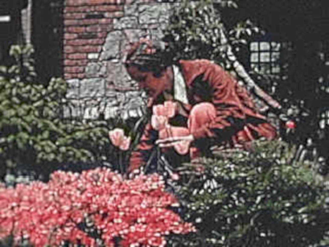 azalea planting garden1980s 1990s A4 Photo Print