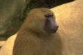 baboon portrait golden 1980s 1990s A4 Photo Print