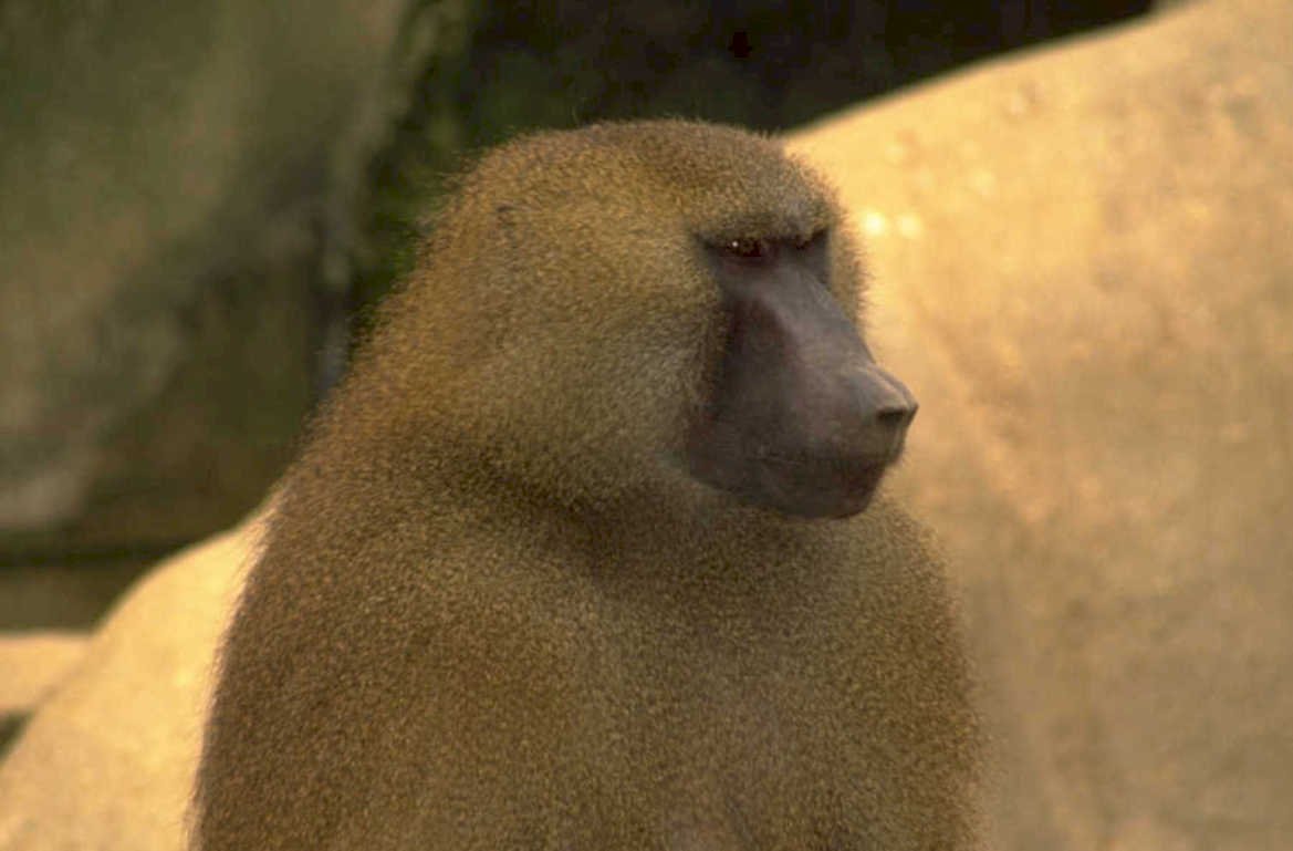 baboon portrait golden 1980s 1990s A4 Photo Print