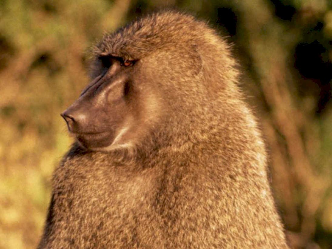 baboon portrait golden1980s 1990s A4 Photo Print