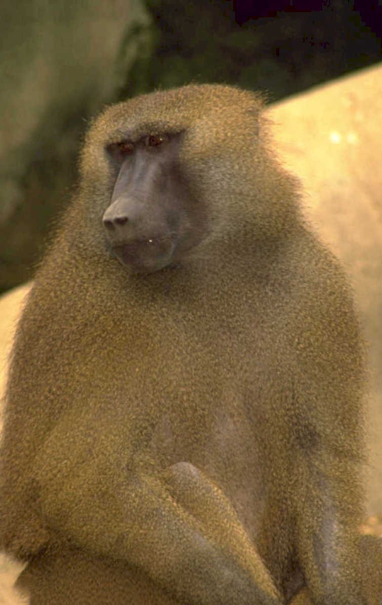 baboon portrait savanna 1980s 1990s A4 Photo Print