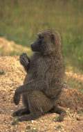 baboon savanna brown 1980s 1990s A4 Photo Print