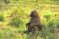 baboon savanna grass 1980s 1990s A4 Photo Print