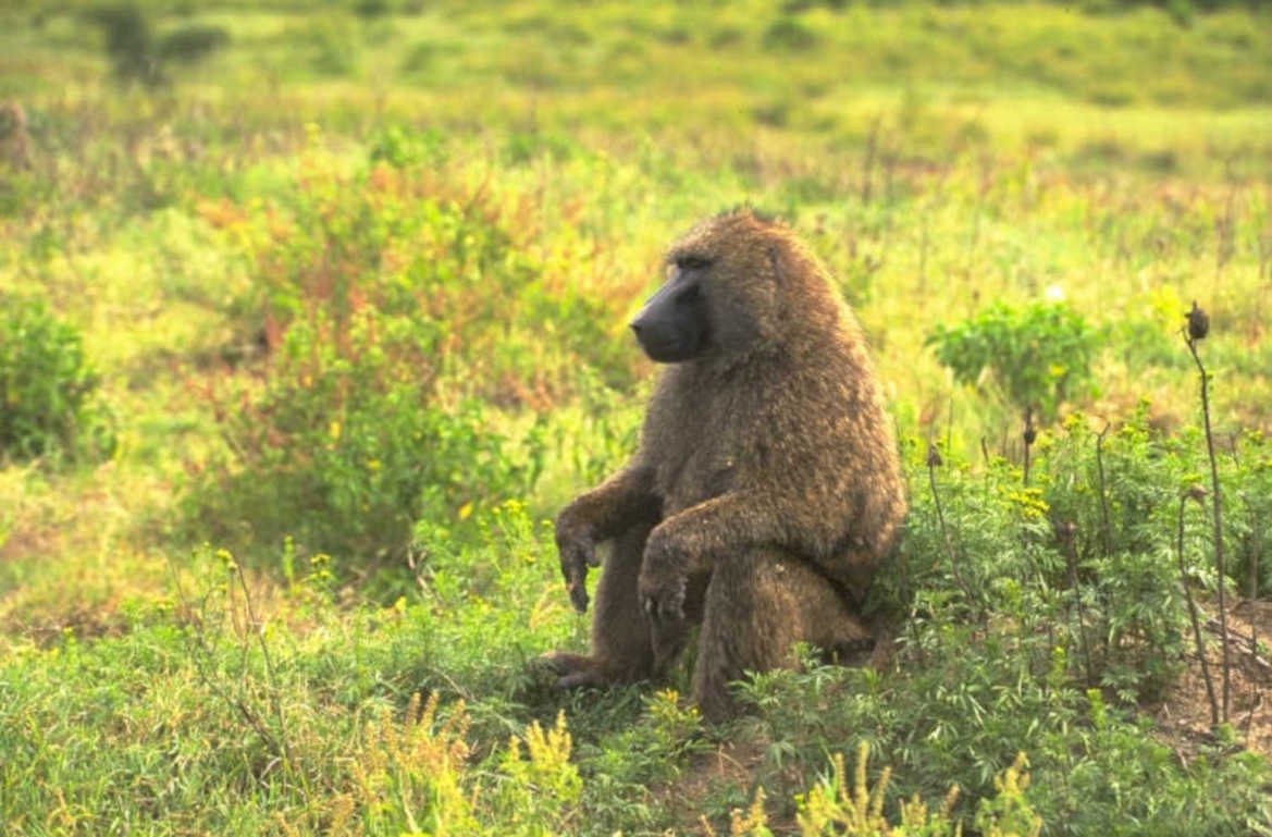 baboon savanna grass 1980s 1990s A4 Photo Print