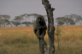 baboon savanna trees 1980s 1990s A4 Photo Print