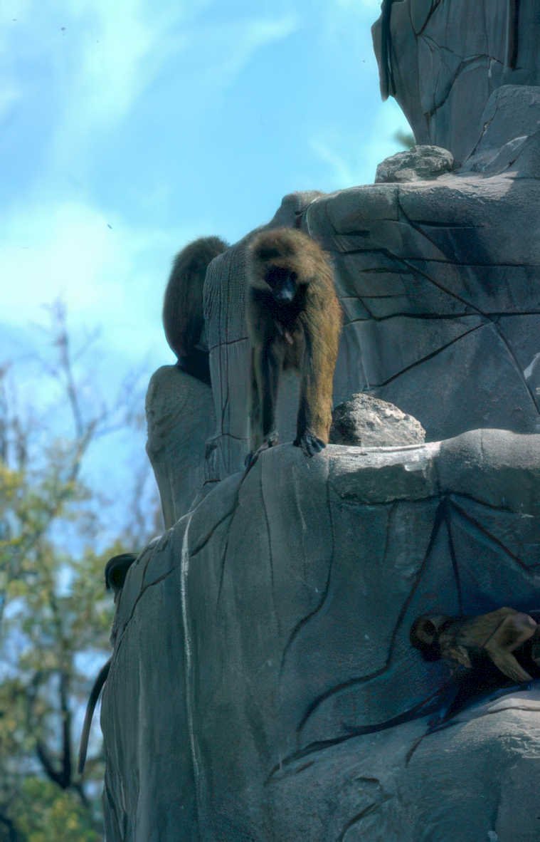 baboons rocks sky Vintage A4 Photo Print