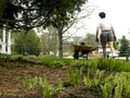 backyard landscape spring1980s 1990s A4 Photo Print