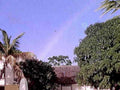 backyard rainbow palm1980s 1990s A4 Photo Print
