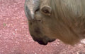 bactrian camel head Vintage A4 Photo Print