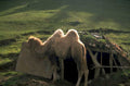 bactrian camel shelter 1980s 1990s A4 Photo Print