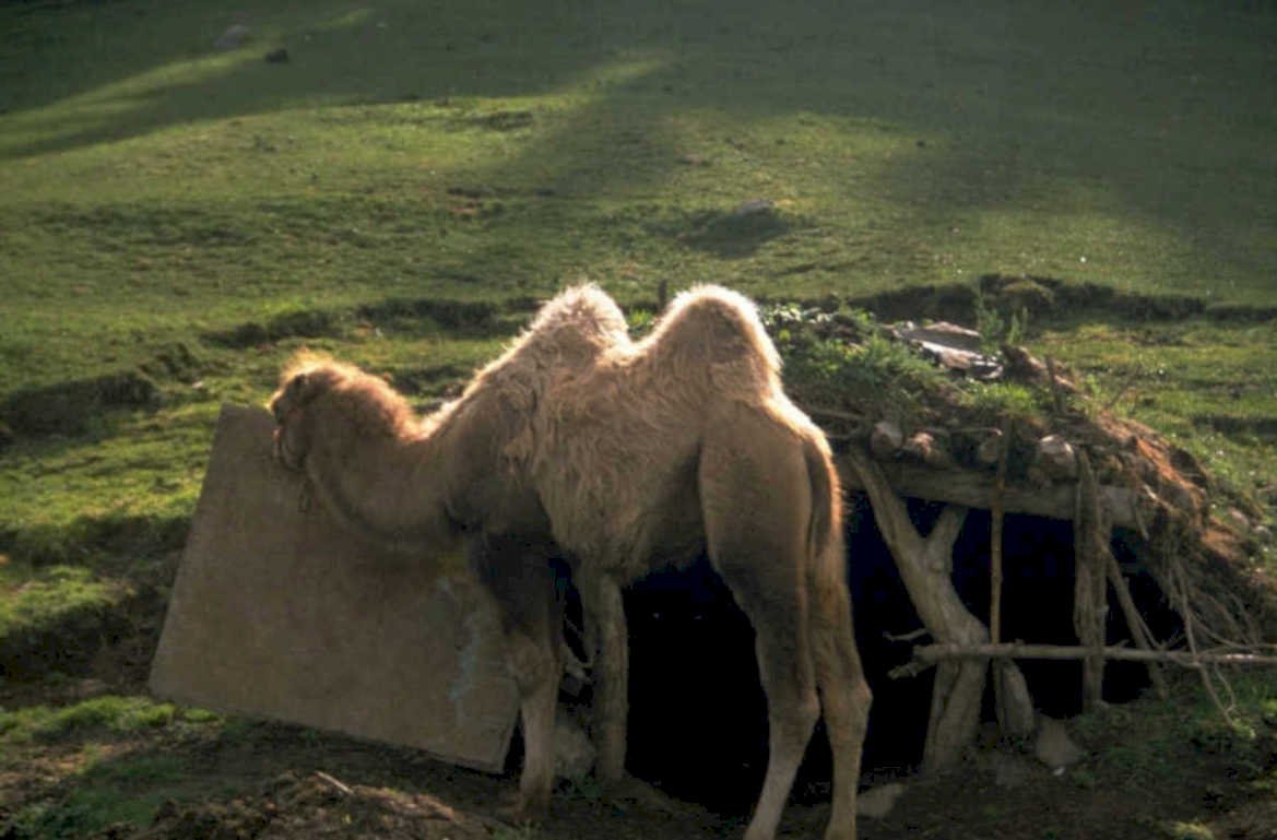 bactrian camel shelter 1980s 1990s A4 Photo Print
