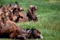bactrian camels mongolia1980s 1990s A4 Photo Print