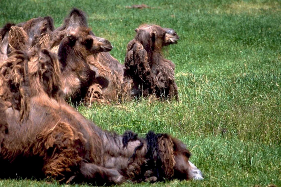 bactrian camels mongolia1980s 1990s A4 Photo Print