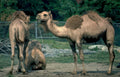 bactrian camels zoo GIGA 2