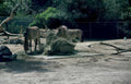 bactrian camels zoo Vintage A4 Photo Print