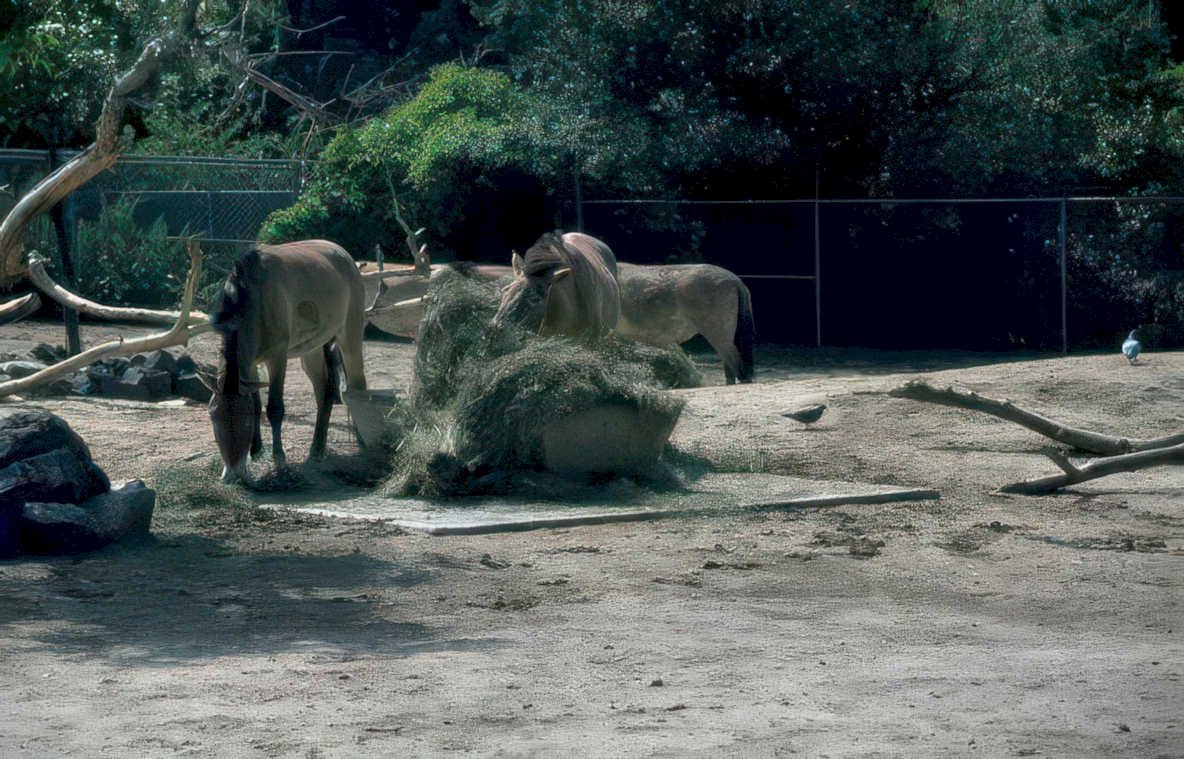 bactrian camels zoo Vintage A4 Photo Print