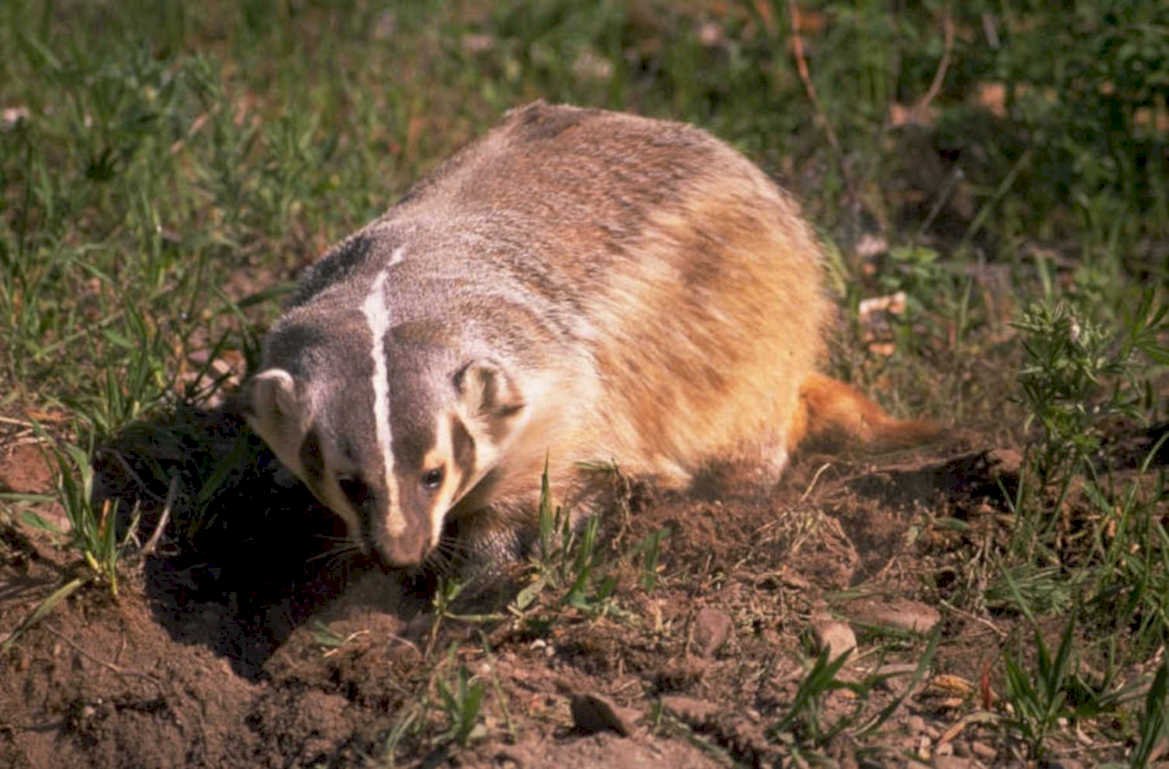 badger dirt grass 1980s 1990s A4 Photo Print