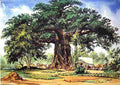 bain Baobab Tree South Africa Art A4 Photo Print