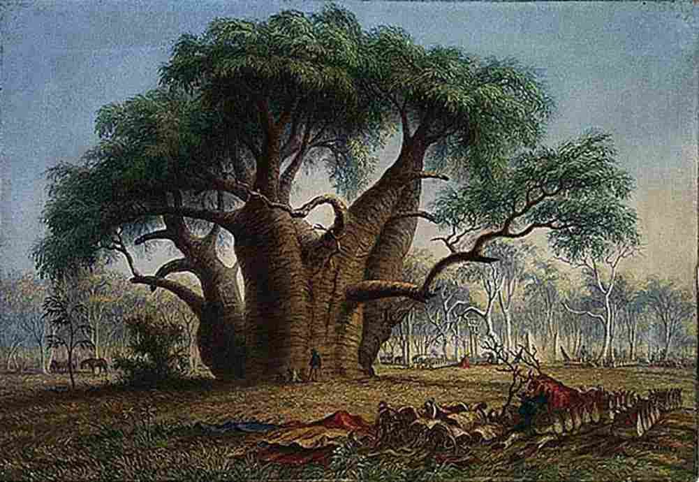 bain Gouty Stem Tree Art A4 Photo Print