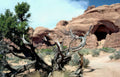 balanced rock juniper Vintage A4 Photo Print