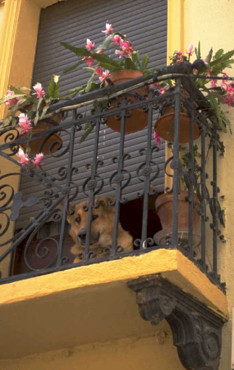 balcony dog spain 1980s 1990s A4 Photo Print