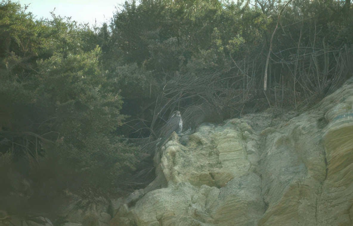 bald eagle cliff Vintage A4 Photo Print