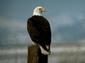 bald eagle coast1980s 1990s A4 Photo Print