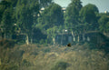 bald eagle coastline Vintage A4 Photo Print