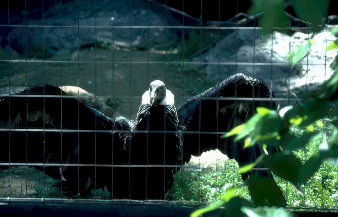 bald eagle enclosure Vintage A4 Photo Print