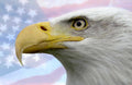 bald eagle flag Flags1980s A4 Photo Print