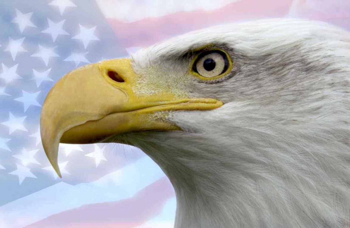 bald eagle flag Flags1980s A4 Photo Print