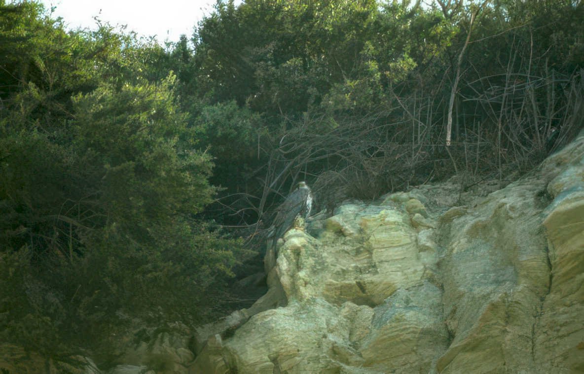 bald eagle limestone Vintage A4 Photo Print