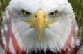 bald eagle portrait Flags1980s A4 Photo Print