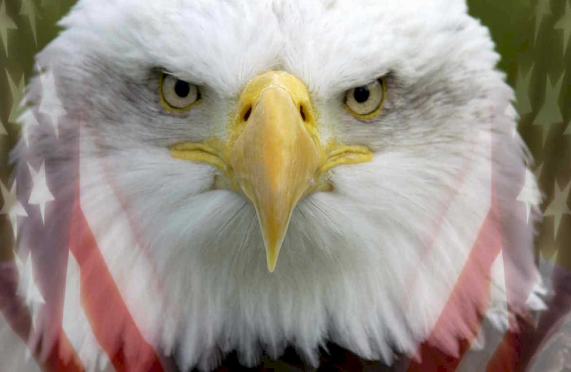 bald eagle portrait Flags1980s A4 Photo Print