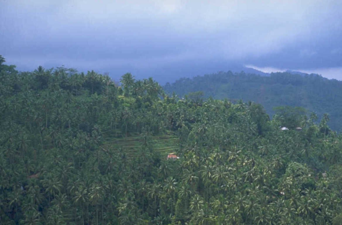 bali hills rice 1980s 1990s A4 Photo Print