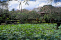 bali lotus garden 1980s 1990s A4 Photo Print