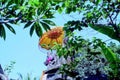 bali parasol statue1980s 1990s A4 Photo Print