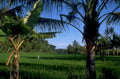 bali rice paddy 1 1980s 1990s A4 Photo Print