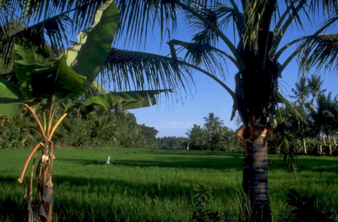 bali rice paddy 1 1980s 1990s A4 Photo Print