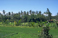 bali rice paddy 1980s 1990s A4 Photo Print
