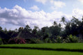 bali rice paddy 2 1980s 1990s A4 Photo Print