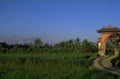 bali rice terrace 1980s 1990s A4 Photo Print