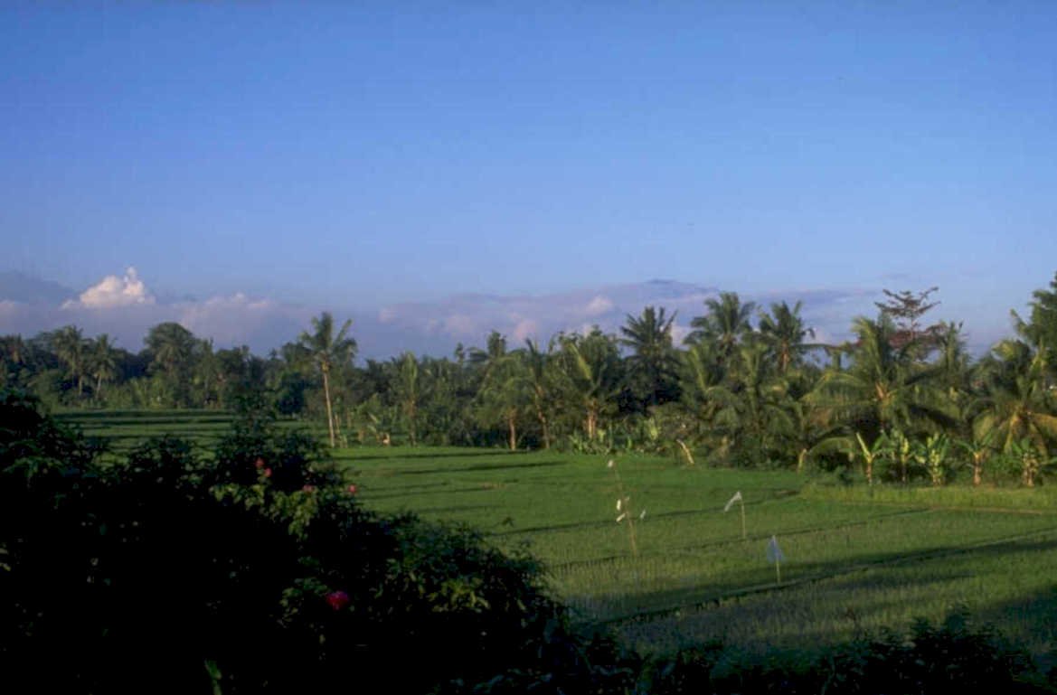 bali rice terraces 1980s 1990s A4 Photo Print 43