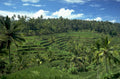 bali rice terraces 1980s 1990s A4 Photo Print