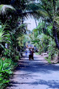 bali road scene1980s 1990s A4 Photo Print