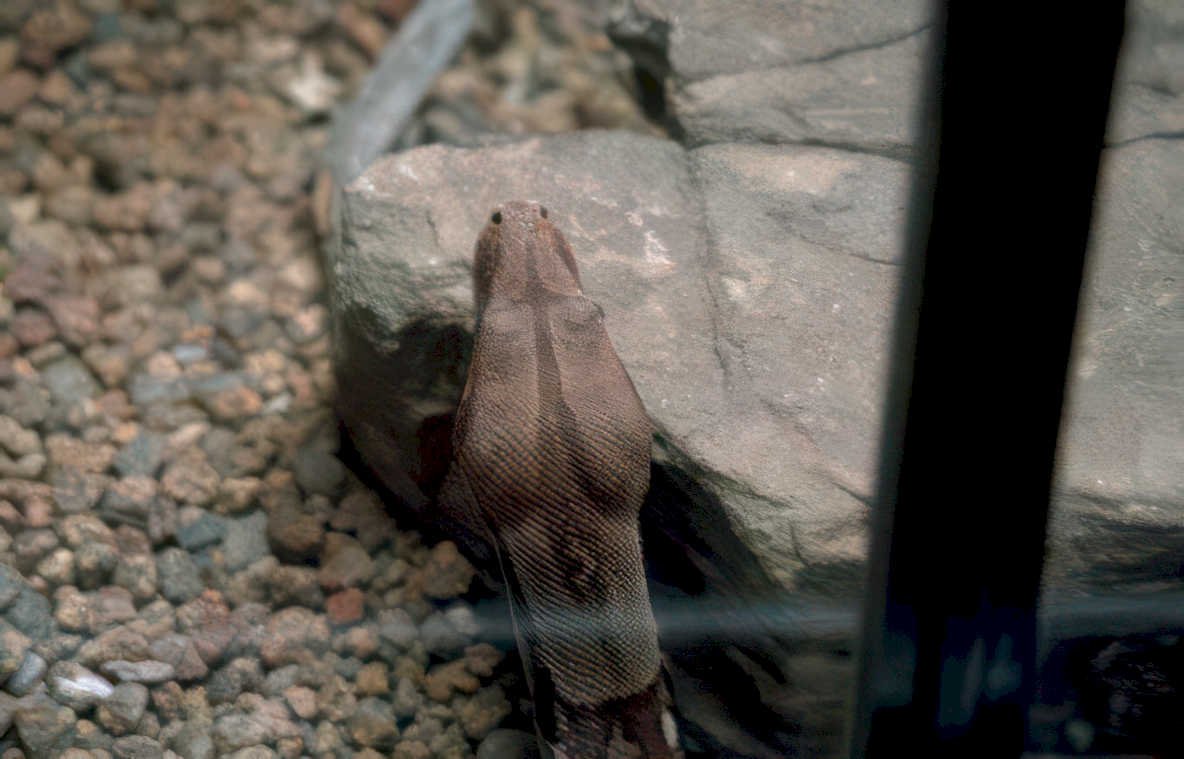ball python enclosure Vintage A4 Photo Print