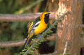 baltimore oriole portrait 1980s 1990s A4 Photo Print