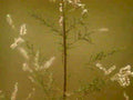bamboo bloom macro1980s 1990s A4 Photo Print