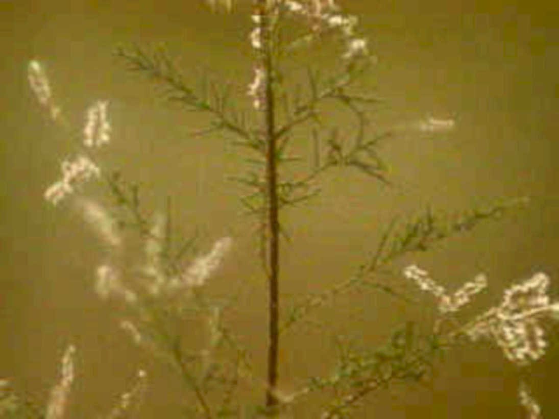 bamboo bloom macro1980s 1990s A4 Photo Print