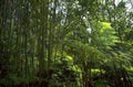 bamboo forest rainforest 1980s 1990s A4 Photo Print